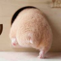Hamuketsu : les Japonais fans des fesses... de hamsters