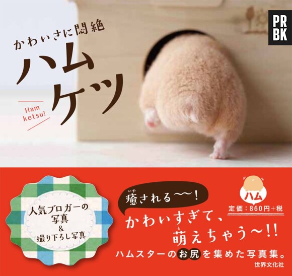 Les fessiers de hamsters, nouvelles stars du web au Japon