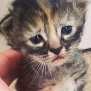 [CUTE] Purrmanently Sad Cat, le chat triste qui déprime le web