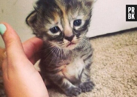 Purrmanently Sad Cat, le chat triste qui déprime le web