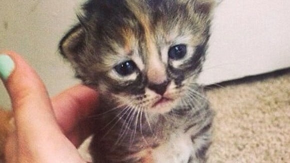 [CUTE] Purrmanently Sad Cat, le chat triste qui déprime le web