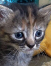 Purrmanently Sad Cat, le chat triste qui d&eacute;prime le web 