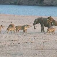 Hercule, l'éléphanteau courageux qui a échappé à une meute de lionnes