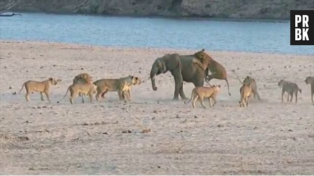 Un éléphanteau parvient à échapper aux griffes d&#039;une meute de lionnes en Zambie
