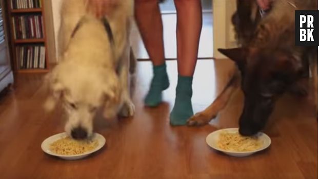 Concours de nourriture entre chiens.