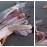 Cet homme sauve trois bébés requins du ventre de leur mère morte sur la plage