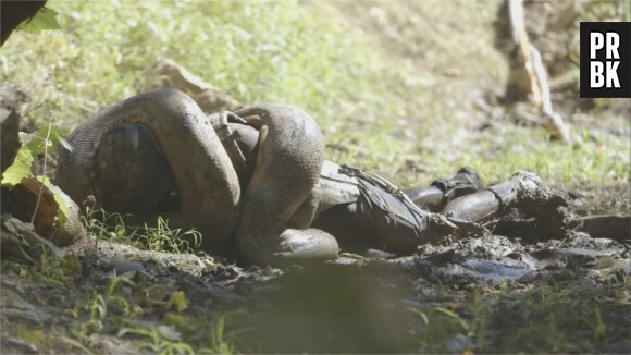 Eaten Alive : l'explorateur Paul Rosolie n'a pas été avalé vivant par un anaconda
