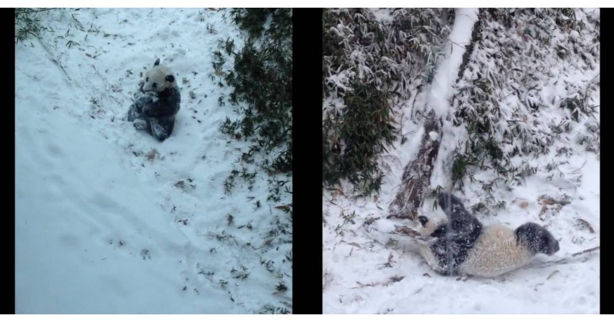 Trop Mignon Un Bebe Panda Decouvre Les Joies De La Neige Purebreak Trop Mignon Un Bebe Panda Decouvre Les Joies De La Neige Purebreak