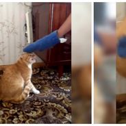WTF : embêtez ce chat et il devient une vraie machine de guerre enragée !