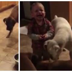 Trop cute : quand un bébé de 20 mois trolle trois chiens