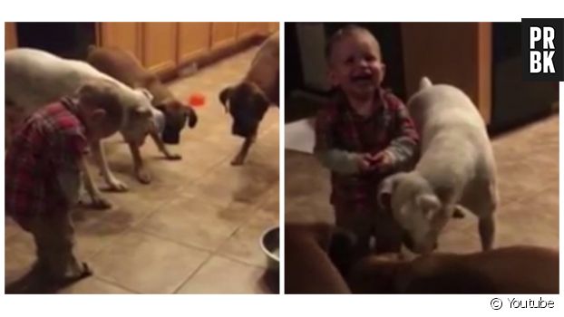Le petit Jax, 20 mois, rend fous ses trois chiens avec un pointeur laser.