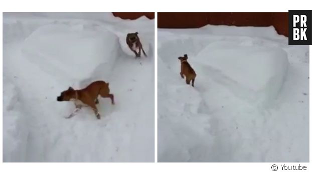 Un boxer allemand poursuit un chiot dans un cercle de neige pour le troller.