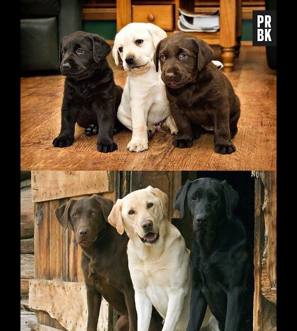 Trois chiens amis de toujours.