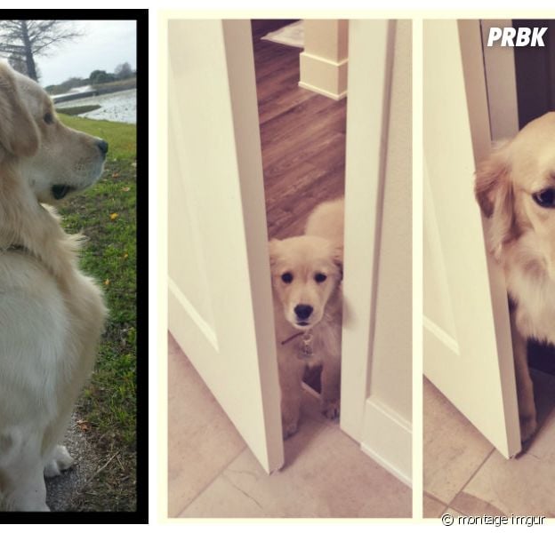 10 Photos Avant Apres De Chiots Trop Mignons Devenus De Grands Et Beaux Chiens Purebreak