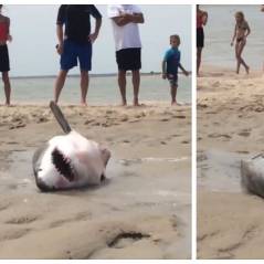 Spectaculaire : des touristes courageux sauvent un requin blanc échoué sur une plage