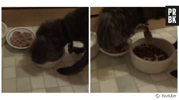 Un chien mélange patée et croquettes pour plus de croquant dans son diner