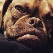 Earl The Grumpy Puppy : le chien grincheux qui va faire de l&#039;ombre à Grumpy Cat
