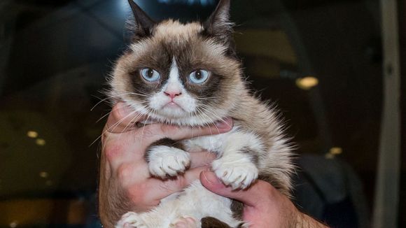 Urban Outfitters : la chaîne de prêt-à-porter offre des chats à ses clients