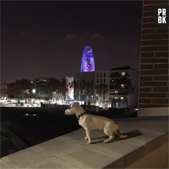 Nabilla Benattia et Thomas Vergara en amoureux avec leur chien Pita à Barcelone le 1er janvier 2016