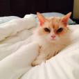 Angry Pearl : le chat vénère qui va faire de l'ombre à Grumpy Cat