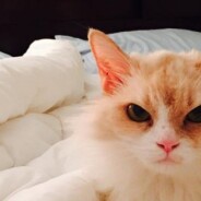 Angry Pearl, le chat vénère qui buzze : Grumpy Cat a trouvé un sérieux concurrent !