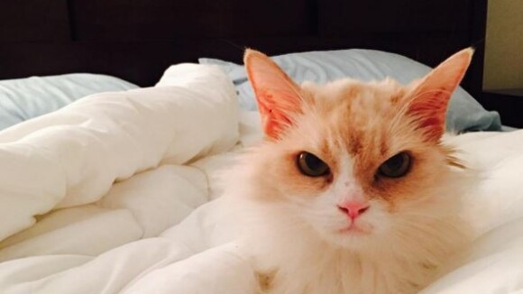 Angry Pearl, le chat vénère qui buzze : Grumpy Cat a trouvé un sérieux concurrent !