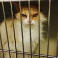 Angry Pearl : le chat vénère qui va faire de l'ombre à Grumpy Cat