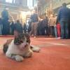 Mustafa Efe, l'imam de la mosquée Aziz Mahmud Hüdayi à Istanbul, laisse les portes ouvertes pour les chats errants
