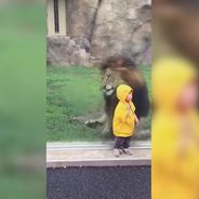 Gros fail : un lion tente d&#039;attaquer un enfant dans un zoo et se prend une vitre