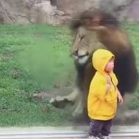 Gros fail : un lion tente d&#039;attaquer un enfant dans un zoo et se prend une vitre