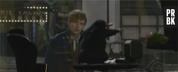 Les Animaux Fantastiques : nouvelle bande-annonce