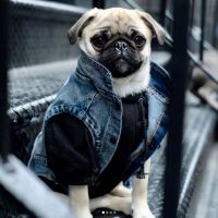 Veste en jean, hoodie... Habillez votre chien en mode streetwear grâce à Pawkier