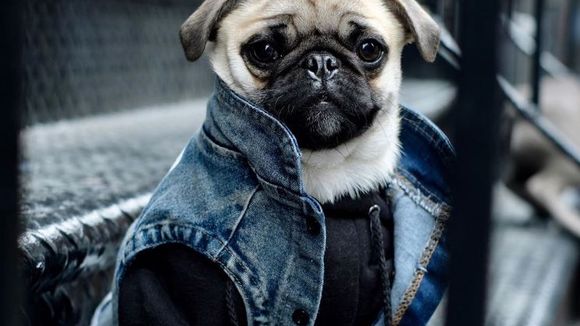 Veste en jean, hoodie... Habillez votre chien en mode streetwear grâce à Pawkier