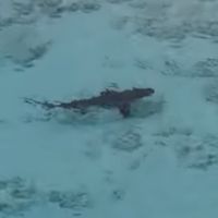 Trop pressé de se baigner, cet enfant plonge dans une mer remplie de requins