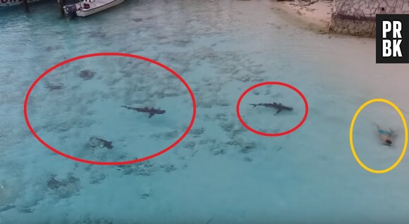 Un petit garçon se jette dans une eau... remplie de requins !