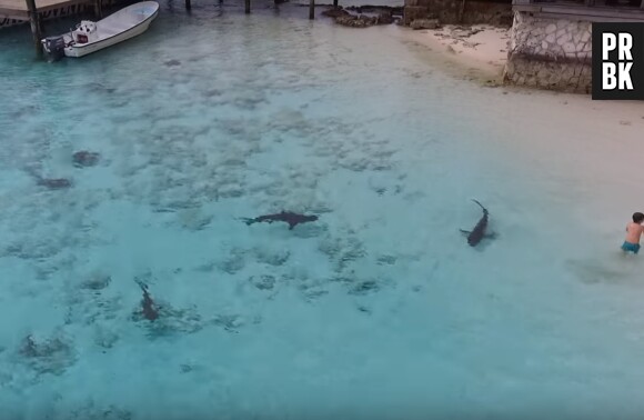 Un petit garçon se jette dans une eau... remplie de requins !