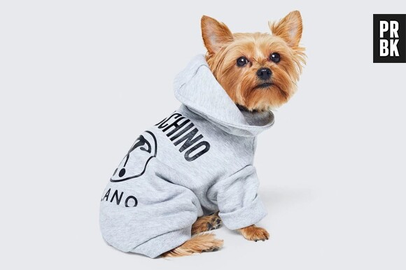 Habillez votre chien en Moschino x H&M.