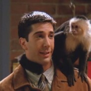 Friends : David Schwimmer (Ross) n&#039;aimait pas le singe Marcel qui était une Diva sur le tournage