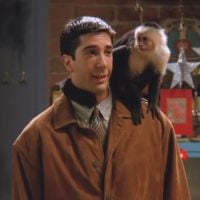 Friends : David Schwimmer (Ross) n&#039;aimait pas le singe Marcel qui était une Diva sur le tournage