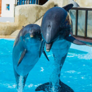 Le parc Astérix ferme son delphinarium : avenir des dauphins, maltraitance... Le directeur réagit