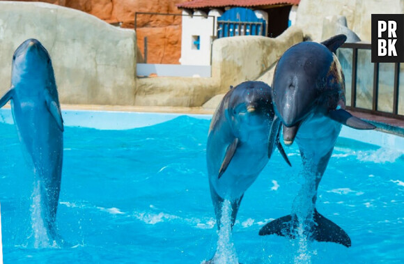 Le parc Astérix ferme son delphinarium : avenir des dauphins, maltraitance animale... Le directeur s'explique