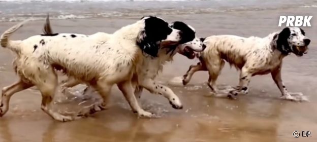Les chiens de Tilda Swinton lauréats de la Palm Dog Wamiz 2021