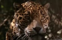 Bande annonce du Jaguar : le film de Francis Veber a subi de nombreux changements