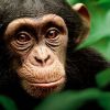 Chimpanzés se classe quatrième