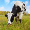 Une centaine de vaches ont été baptisées "Karine" en l'honneur de l'animatrice de L'Amour est dans le pré