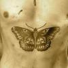 Un papillon sur le torse pour Harry Styles