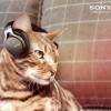Les casques pour les chats, poisson d'avril de Sony