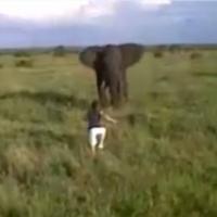 Afrique : ivre, il décide de charger... un éléphant