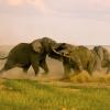 Les éléphants peuvent s'avérer dangereux