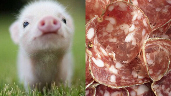 Bons et mignons : le Tumblr des bébés animaux tellement mignons qu'on en mangerait....